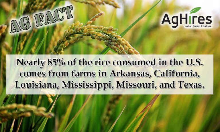 85-of-rice-consumed-in-the-u-s-is-grown-within-the-country